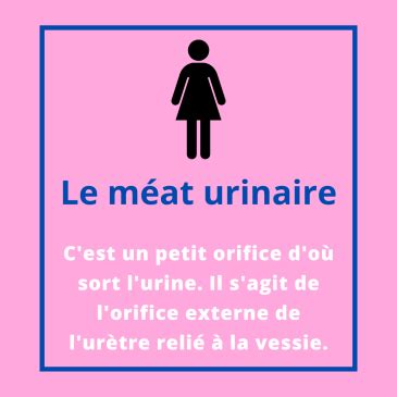 Le meat urinaire : tout ce quil faut savoir et comment le trouver